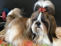 Étalon Shih Tzu - X'style Di casa corsini