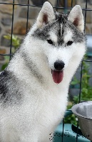 Étalon Siberian Husky - Magnificent obsession Of Noble's Snowstars