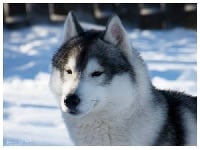 Étalon Siberian Husky - CH. Half moon Of Noble's Snowstars