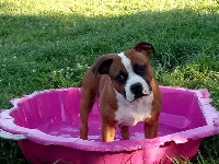 Étalon Staffordshire Bull Terrier - Maquisard des Croisades de Tyam