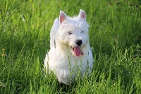 Étalon West Highland White Terrier - Luna du domaine des cotelles