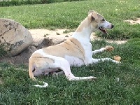 Étalon Whippet - Merlin des Jardins de Becky