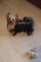Étalon Yorkshire Terrier - Jasmin Du domaine de monderlay