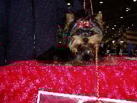 Étalon Yorkshire Terrier - CH. Ludovic De La Baie Du Beau Lac Bleu