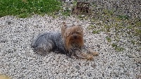 Étalon Yorkshire Terrier - Hermyne du Mazeroux de la Source Dorée