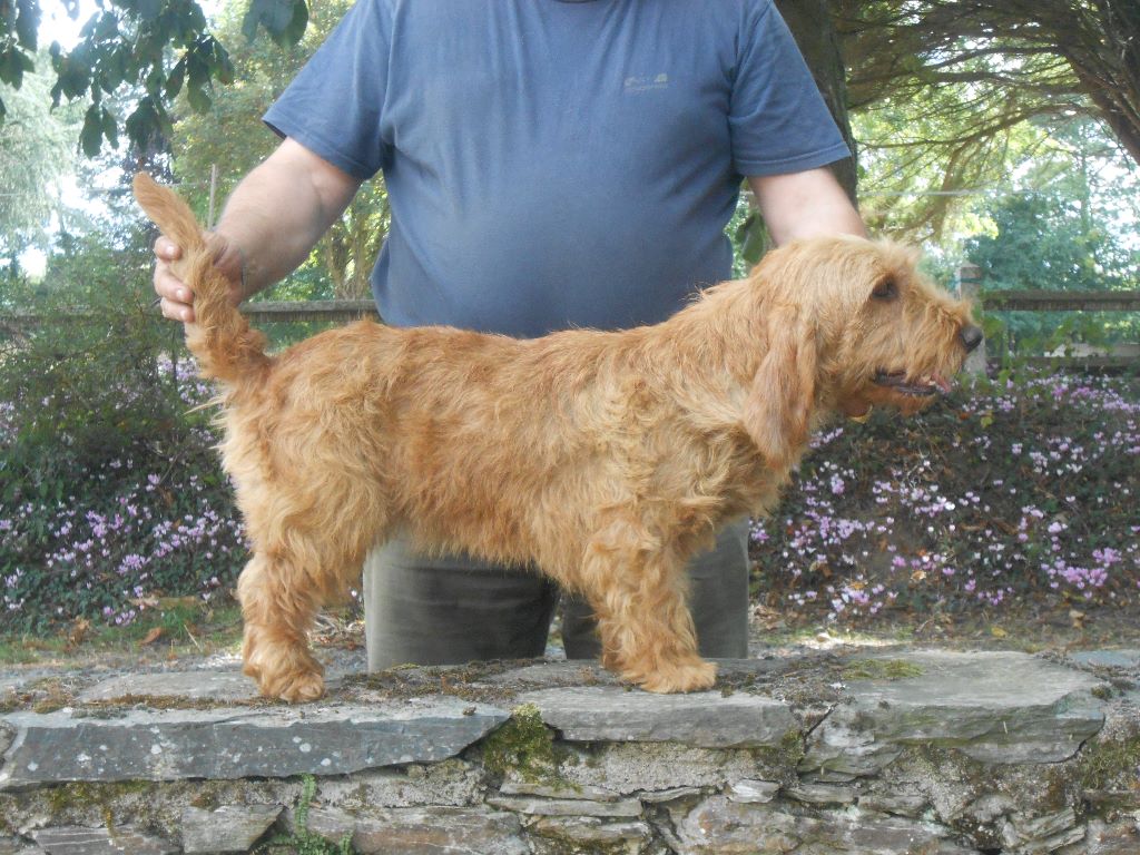 Midgard Du Domaine Dasgard Chien De Race Toutes Races En