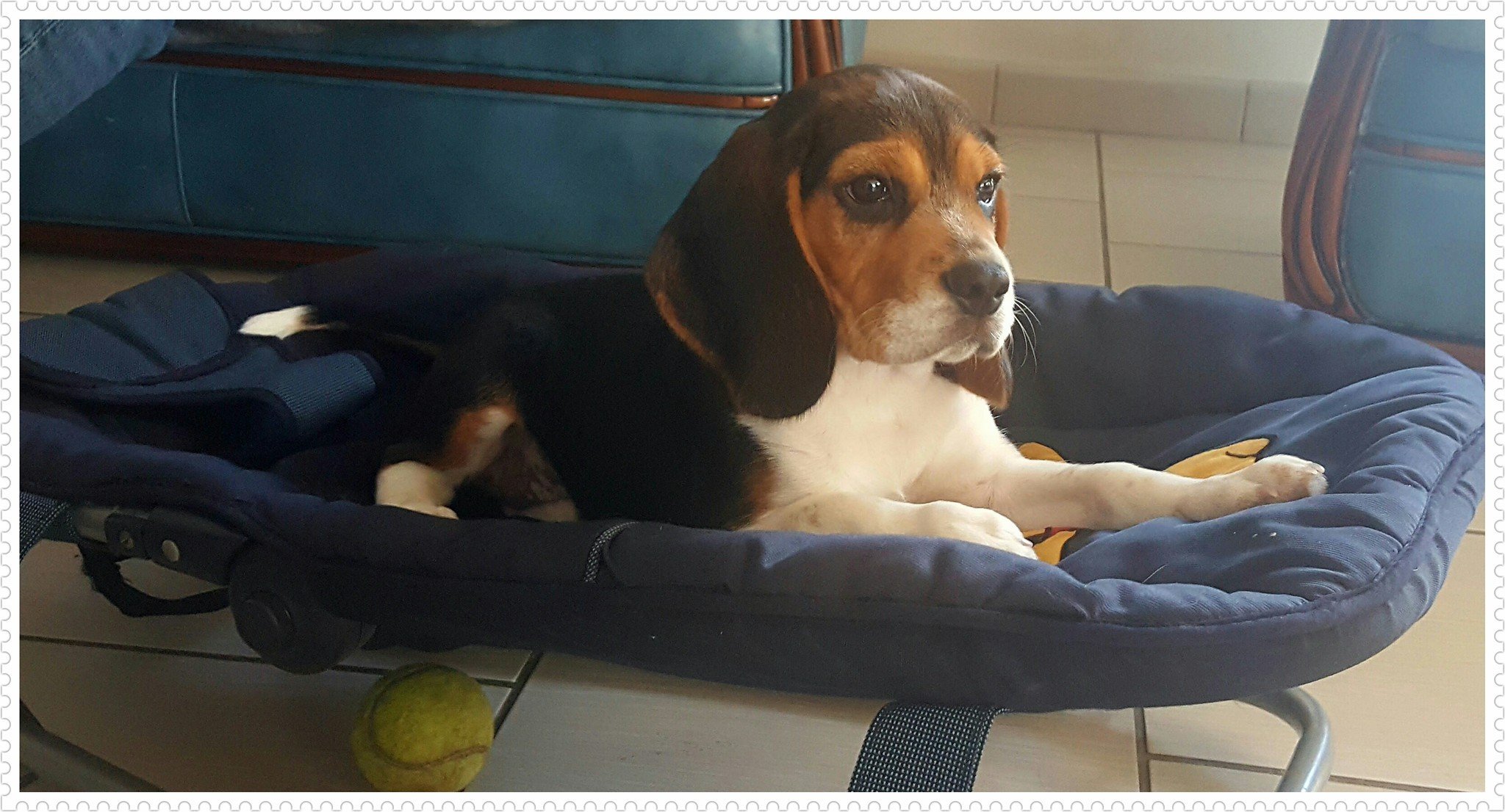 Les Beagle de l'affixe   Hunters Of Dreams