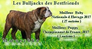 Publication : Des Bulljack Des Bestfriends  Auteur : geraldine clouet
