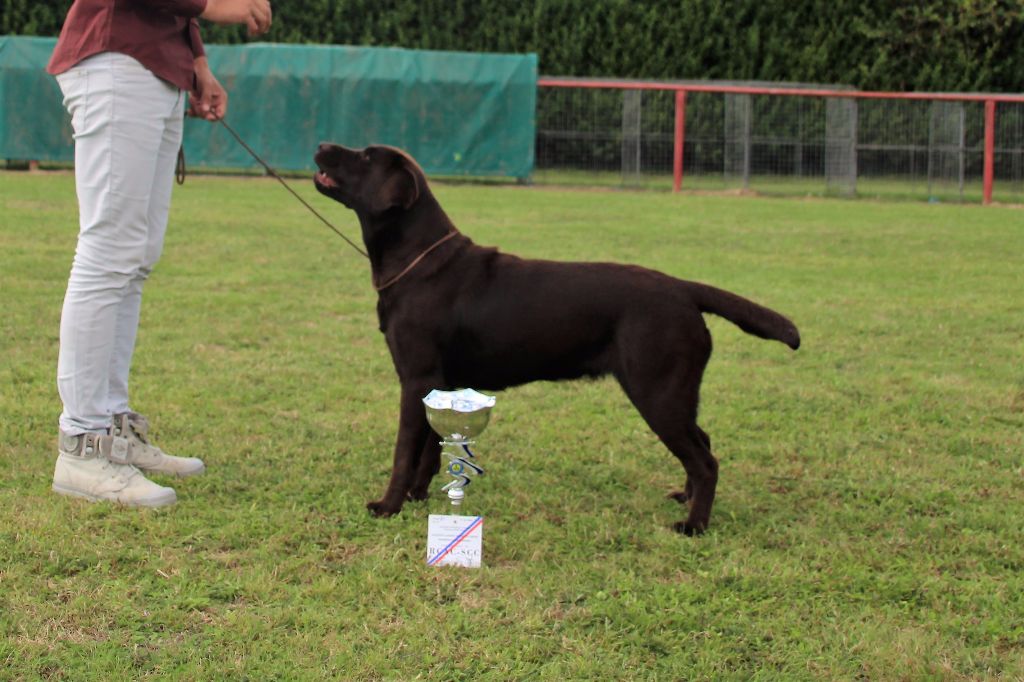 Les Labrador Retriever de l'affixe   Du terril des Flandres