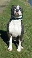 Étalon American Staffordshire Terrier - Heykon des Gardiens de la Rose bleue