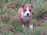 Étalon American Staffordshire Terrier - Hardstone's Mack lobell