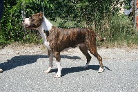 Étalon American Staffordshire Terrier - Luisiana girl quindos's