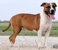 Étalon American Staffordshire Terrier - Némésis goddness of  vengeance Class Back's