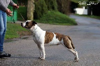 Étalon American Staffordshire Terrier - brave fast Haila iokaina