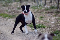Étalon American Staffordshire Terrier - Ivery du domaine de darkmess