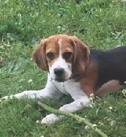 Étalon Beagle - Néva Tad koz