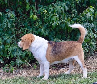 Étalon Beagle - Jim (Sans Affixe)