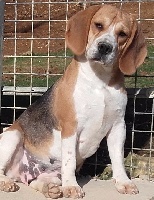 Étalon Beagle - Lisandra De la vallee des trappeurs