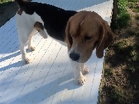 Étalon Beagle - Justy de l echo du marensin