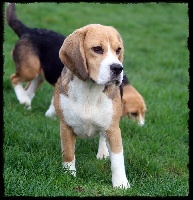 Étalon Beagle - Lumelee jubelee De Loujennandre