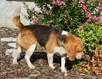 Étalon Beagle - Help du prieure de vernelle