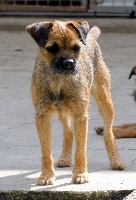 Étalon Border Terrier - Mofa Des petites nouches