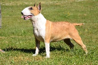 Étalon Bull Terrier - Thud and cuddles Leeloo dallas