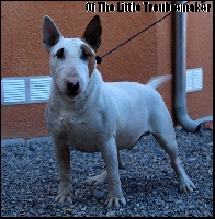 Étalon Bull Terrier - Lekers dit gold of the little troublemaker