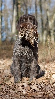 Étalon Chien d'arrêt allemand à poil dur - nonatula Cleo 3