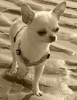 Étalon Chihuahua - Macha Des patibullies