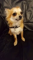 Étalon Chihuahua - Mikkie (Sans Affixe)