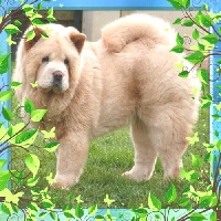 Étalon Chow Chow - Lady coco chanel Of Lovely Blueberries