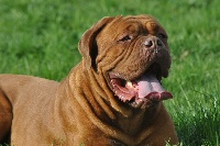 Étalon Dogue de Bordeaux - Ginger alisa forever