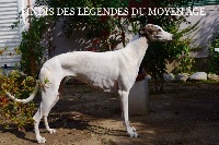 Étalon Greyhound - CH. Findis Des légendes du moyen age