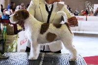 Étalon Jack Russell Terrier - CH. Jack in the box du Vallon de l'Alba