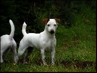 Étalon Jack Russell Terrier - Izzy Du Clos Barsère