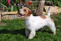 Étalon Jack Russell Terrier - Mistral wind from south Royal Fox Road