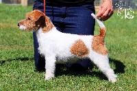 Étalon Jack Russell Terrier - Usa disutri