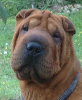 Étalon Shar Pei - CH. L'ultimate signature Du grand baronnet