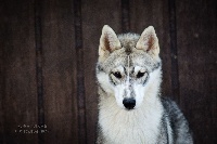 Étalon Siberian Husky - Nawa Of Nootka Sounds