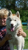Étalon Siberian Husky - Bloodsnow Jingle melody