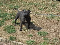 Étalon Staffordshire Bull Terrier - Justice kalash Small Red Stafford