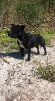 Étalon Staffordshire Bull Terrier - (Sans Affixe) Everybody's got h'all blacks