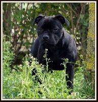 Étalon Staffordshire Bull Terrier - Lord Black Gold Lucia