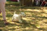 Étalon West Highland White Terrier - Mission impossible De Souffle Mistral