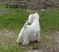 Étalon West Highland White Terrier - Kalamira vixan