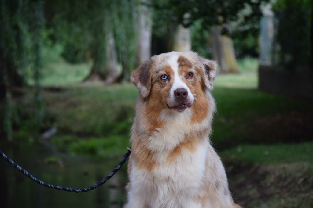 Chien Elevage of Piek