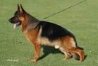 Chien Berger Allemand Tj De La Petite Laeticia