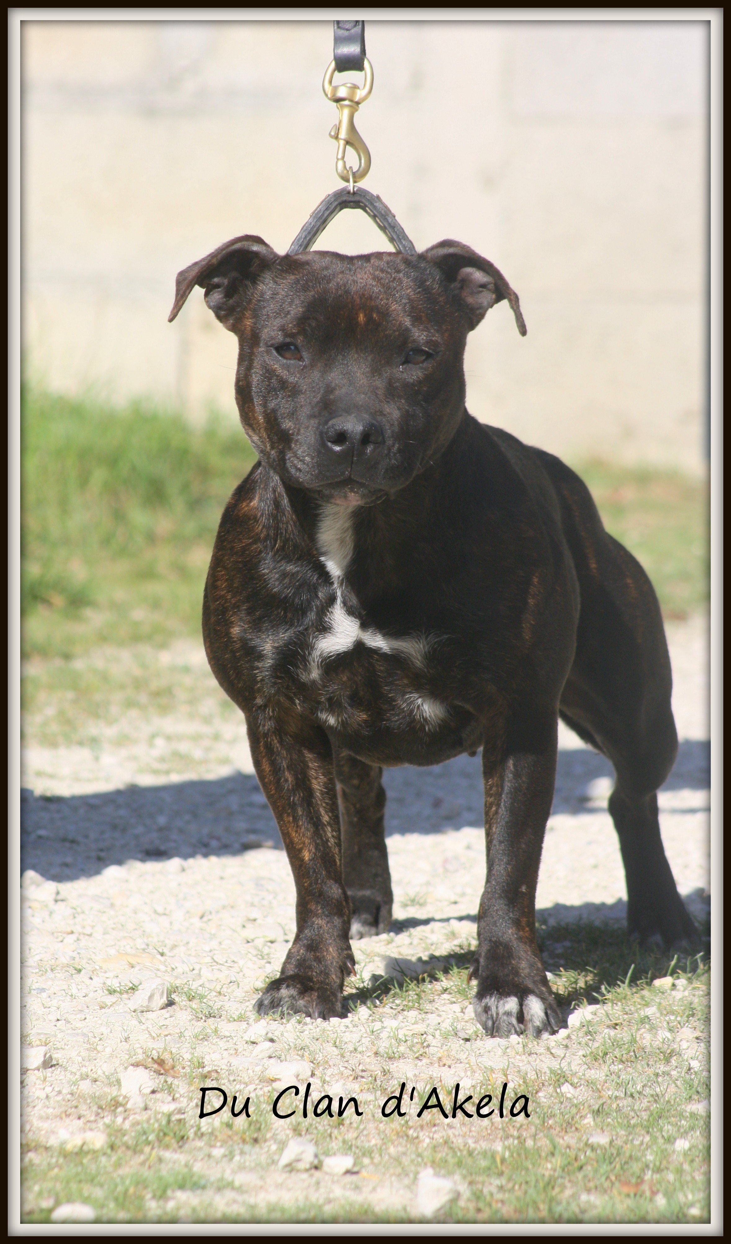 Les Staffordshire Bull Terrier de l'affixe   De L'Ange Gardien Ckaina