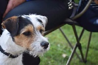 Étalon Parson Russell Terrier - Milou  De La Baie Des Samariens